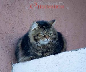 animali domestici in condominio cosa dice la legge